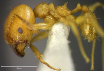 Media type: image;   Entomology 35196 Aspect: habitus lateral view